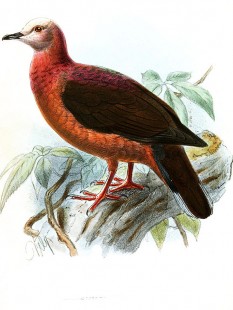 Columba larvata.jpg