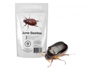 June-Beetles.jpg