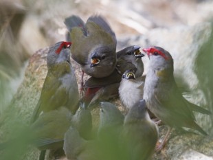 Neochmia temporalis 3.jpg