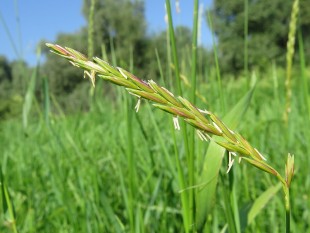 Elytrigia repens.jpg