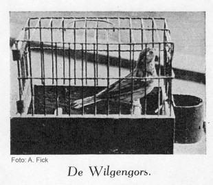 Wilgengors · Emberiza aureola · A. Fick 12.09.1939 г.