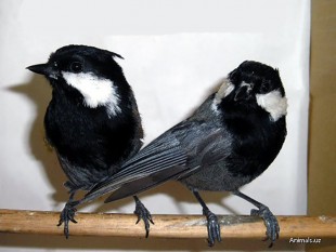 Parus rufonuchalis.jpg