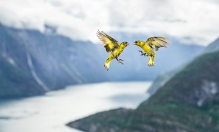 C01_76744_Birds_finalist_Fjord-Fight_Bernt-Østhus_NOR-min.jpg