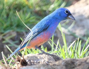 Passerina rositae-Rose bellied Bunting 2.jpg