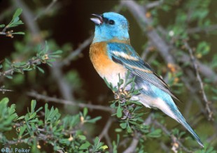 Passerina amoena-Lazuli Bunting 5.jpg