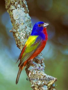 Passerina ciris-Painted Bunting (88).jpg