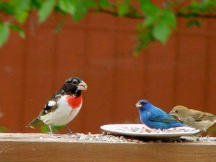 Rose breasted grosbeak and Indigo Bunting.jpg