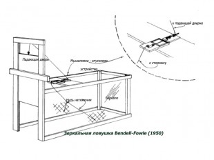 Live-trapping-Birds(1).jpg