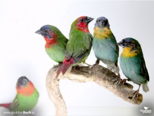 Parrotfinch158.jpg