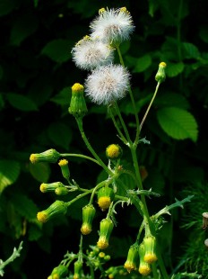 Senecio-vulgaris.jpg