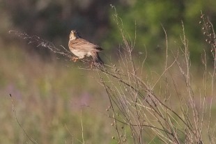 Emberiza calandra_02.jpg