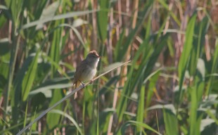 Acrocephalus arundinaceus_01.jpg