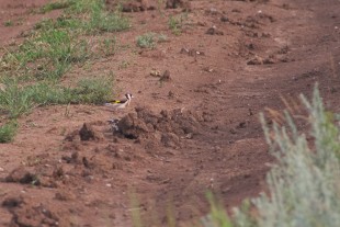 Carduelis_02.jpg