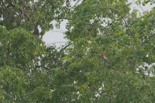 Merops apiaster_02.jpg