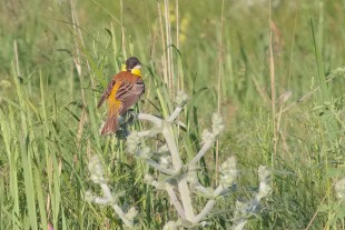 Emberiza melanocephala_01.jpg