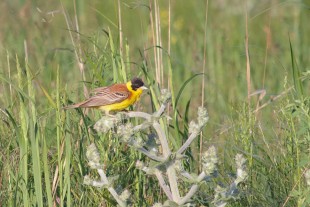 Emberiza melanocephala_02.jpg