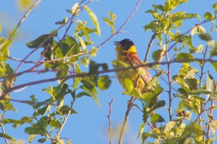 Emberiza melanocephala_03.jpg