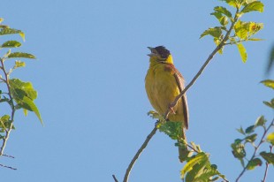 Emberiza melanocephala_04.jpg