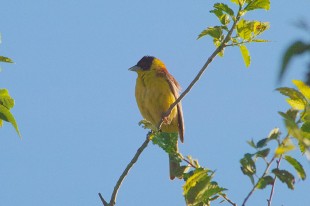 Emberiza melanocephala_05.jpg