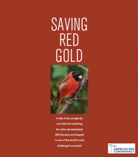 Заголовку статьи &quot;Спасение красного золота&quot; <br />посвящена отдельная страница в журнале &quot;BIRD CONSERVATION&quot;