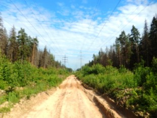 вот такая она сейчас - просека, перемолотая,<br />но полная жизни...