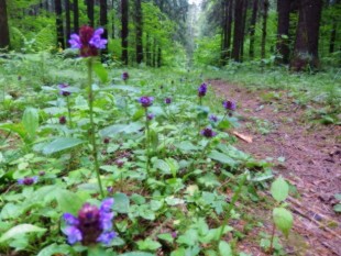 помните:&quot;пейте без остановки - напиток из <br />черноголовки&quot;? это не из птицы, а растение...