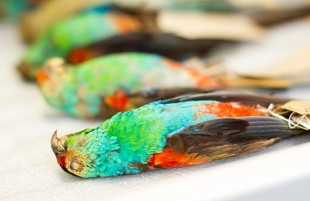 Paradise_Parrot_580.jpg