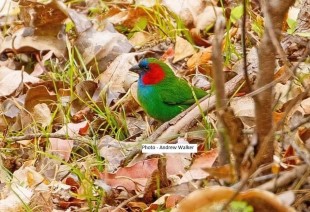 Mount Mutis Parrotfinch.jpg