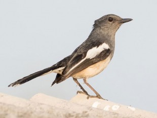 Сорочий шама-дрозд<br />(Copsychus saularis)