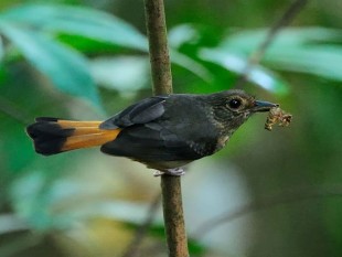 Краснохвостый шама <br />(Copsychus pyrropygus)<br />© Wong Tsu Shi