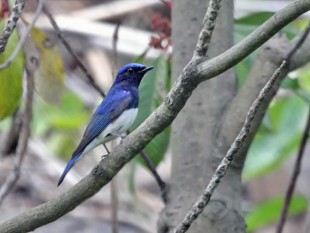 Blue-and-white-Flycatcher_MP.jpg