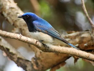 Blue-and-white-Flycatcher_NM-1.jpg