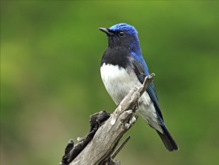 Blue-and-white-Flycatcher_RN.jpg