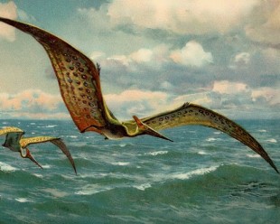 pterano-600x480.jpg