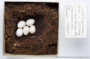 eggs_museum_Cyanoptila_cyanomelana201009301750-1.jpg