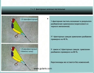 Зелёные пастельные темного типа