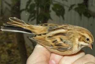 Emberiza-pallasi1.jpg