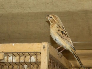 Emberiza-pallasi2.jpg