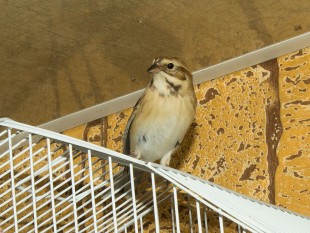 Emberiza-pallasi3.jpg