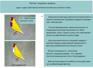 Зеленые пастельные светлого типа (жёлтые)