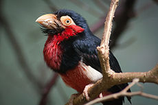 230px-Lybius_dubius_-Warsaw_Zoo,_Poland-8a.jpg