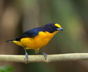 GATURAMO-VERDADEIRO_macho(_Euphonia_violacea_).jpg