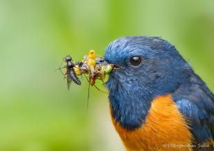 Синелобая горихвостка (Phoenicurus frontalis)