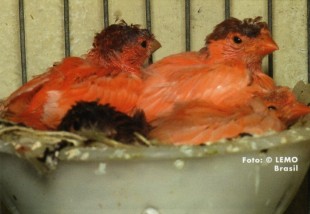 Птенцы немецкой хохлатой в гнезде, <br />слева-красный липохромный, <br />справа - два Urucum.