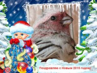 С-новым-годом-2015!.jpg