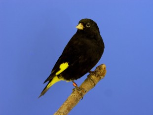 Carduelis atrata<br />© Jack Suikerbuik