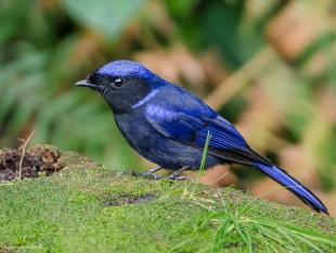 Большая нильтава (Niltava grandis)<br />самец<br />© BIRDs Photography