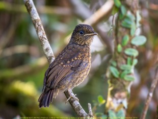 Большая нильтава (Niltava grandis)<br />молодая птица<br />© BIRDs Photography