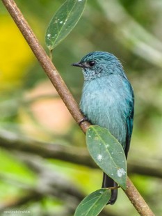 Небесно-синяя мухоловка <br />самка<br />© BIRDs Photography