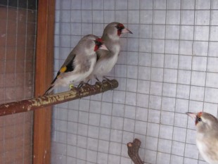 Carduelis c. paropanis